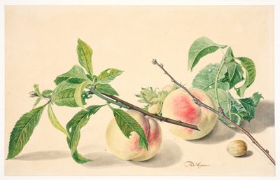 Natura morta con pesche e nocciole da Michiel Van Huysum
