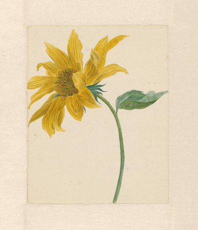 Ramo con un girasole da Michiel Van Huysum