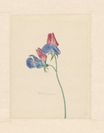 Ramo con due fiori da Michiel Van Huysum