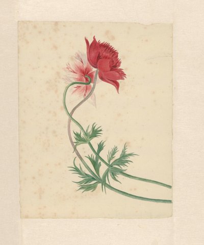 Due rami ciascuno con un fiore da Michiel Van Huysum