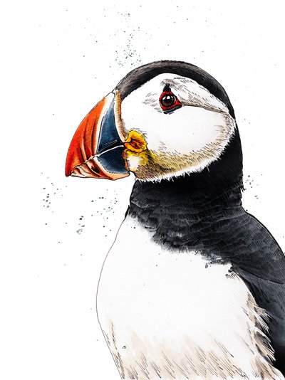 Clive il pulcinella di mare su bianco, 2019 da Mike Davis