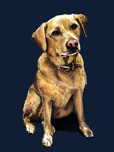 Daisy Il Labrador su Blu Notte, 2020 da Mike Davis
