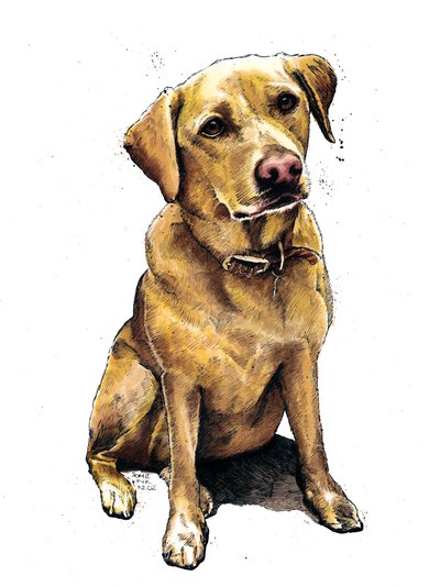 Daisy il labrador su bianco, 2020 da Mike Davis