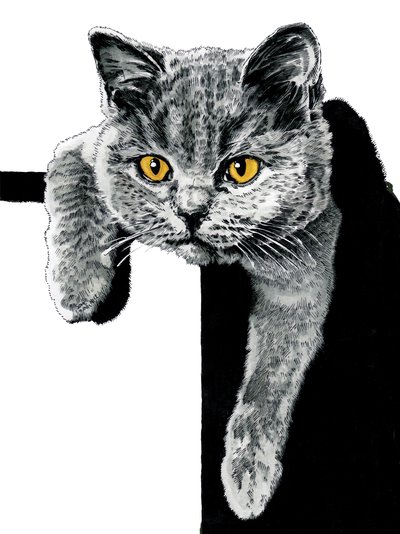 Flora il gattino su bianco da Mike Davis