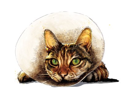Gatto di Pronta Guarigione su Bianco, 2020 da Mike Davis