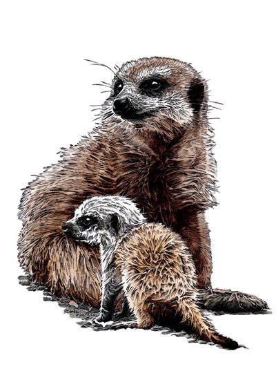 Nuovi cuccioli di suricati su bianco, 2020 da Mike Davis