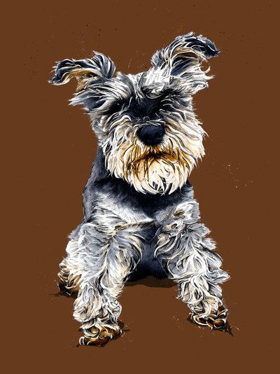 Ollie lo schnauzer su arancione bruciato da Mike Davis