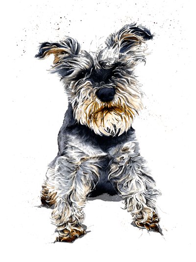 Ollie lo schnauzer su bianco da Mike Davis