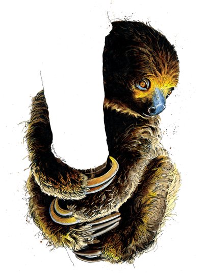 Talita il bradipo su bianco, 2019 da Mike Davis