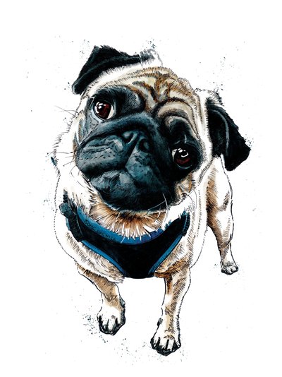 Teddy il carlino su bianco, 2019 da Mike Davis