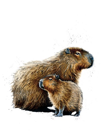 I capibara su bianco da Mike Davis
