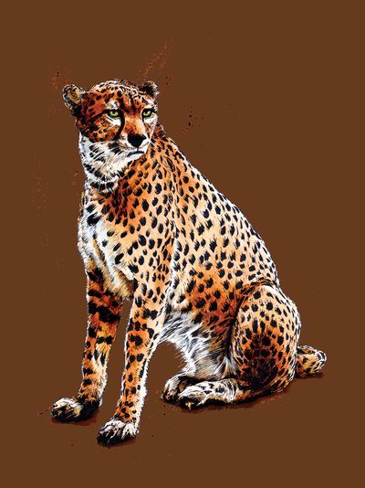 Il ghepardo su arancione bruciato da Mike Davis