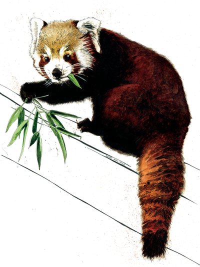 Il panda rosso su bianco, 2020 da Mike Davis
