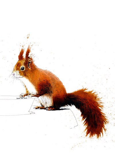 Lo scoiattolo rosso su bianco da Mike Davis