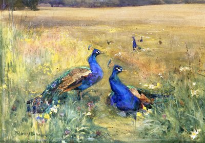 Pavoni in un campo da Mildred Anne Butler