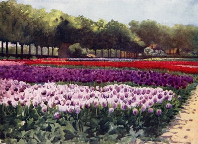Tulipani Darwin da Mima Nixon