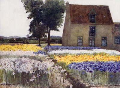 Iris spagnoli da Mima Nixon