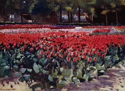 Tulipani nel loro splendore da Mima Nixon