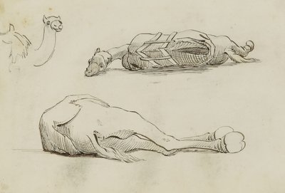 (Studi sul cammello) da Miner Kilbourne Kellogg