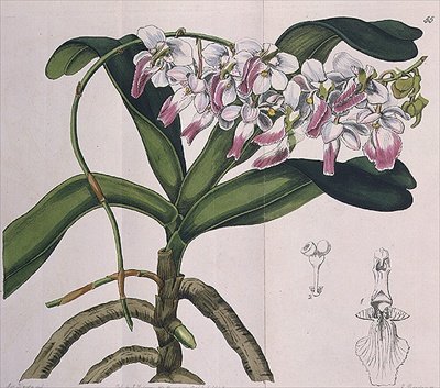 Aerides Crispum (orchidea) pubblicato da I. Ridgway da Miss Drake