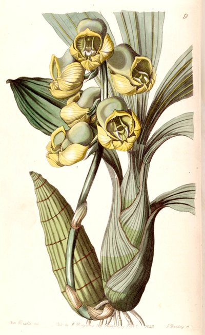 Catasetum planiceps da Miss Drake