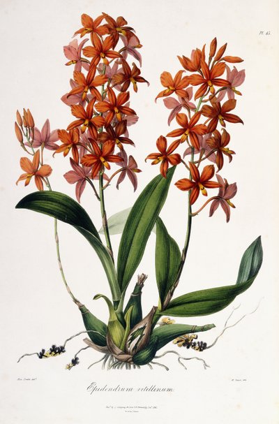 Epidendrum Vitellinum, c.1837-41 da Miss Drake