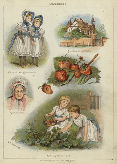 Fragole da Miss Eliza F. Manning
