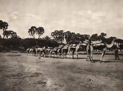 Carovana di cammelli, 09/05/1936 da Modestino Baldinetti