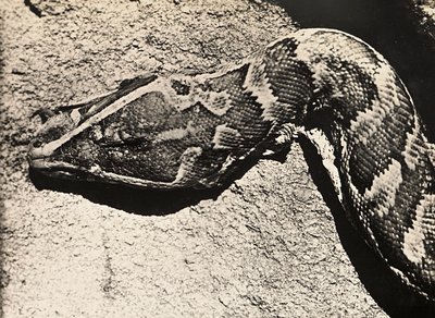 Testa di un pitone, 09/05/1936 da Modestino Baldinetti