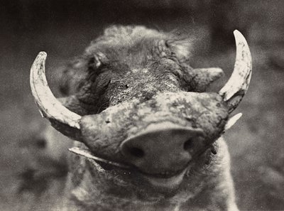 Testa di un cinghiale, 09/05/1936 da Modestino Baldinetti