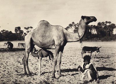 Nomadi, 09/05/1936 da Modestino Baldinetti