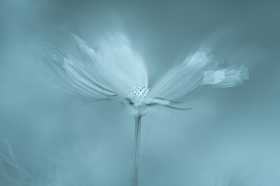 Fiore blu da sogno da Molly Fu APA