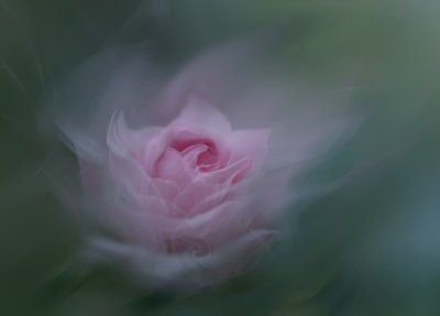 Rosa rosa da sogno da Molly Fu APA
