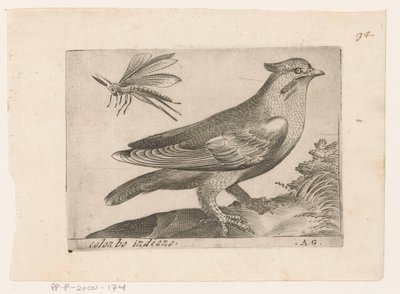 Pestvogel (Bombycilla garrulus) da Monogrammist AG