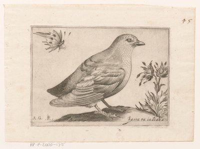Uccello da Monogrammist AG