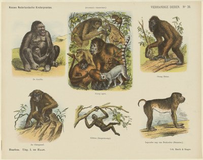 Animali a quattro mani (titolo sull