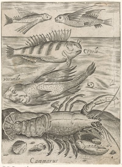 Studieblad met vier vissen en een kreeft Piscium vivae icones (titolo della serie) da Monogrammist P+P