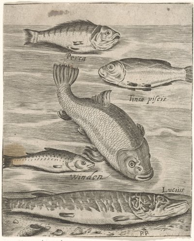 Foglio di studio con cinque pesci Piscium vivae icones da Monogrammist P+P