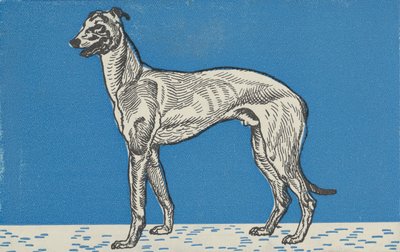 Levriero, 1912 da Moritz Jung