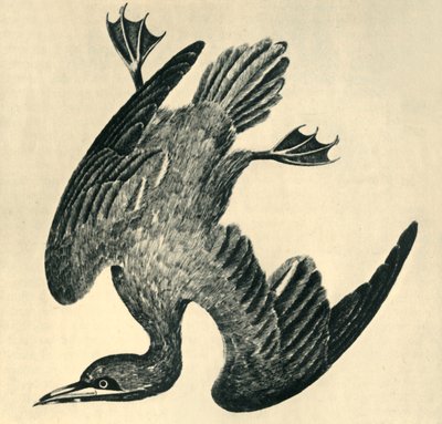 Gannet, 1799, 1946 da Moses Griffiths