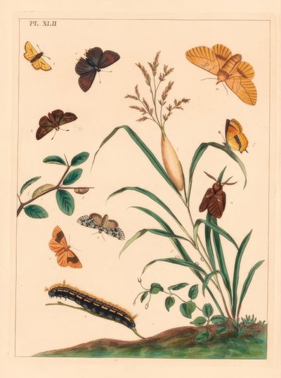 Falena bevitore, Euthrix potatoria, striscia marrone, Thecla betulae, grande skipper, Ochlodes sylvanus, piccolo skipper, Thymelicus sylvestris, meraviglia scarsa del giorno, Dipthera runica, e umber barrato, Plagodis pulveraria da Moses Harris