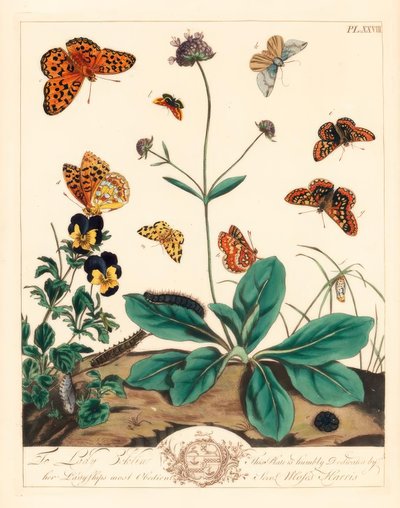 Fritillaria grassa, Euphydryas aurinia, fritillaria marrone alta, Fabriciana adippe, falena a tre barre, Aplocera plagiata, giallo maculato, Pseudopanthera macularia, e falena cremisi e oro, Pyrausta purpuralis, su scabiosa del diavolo, Succisa pratensis,  da Moses Harris