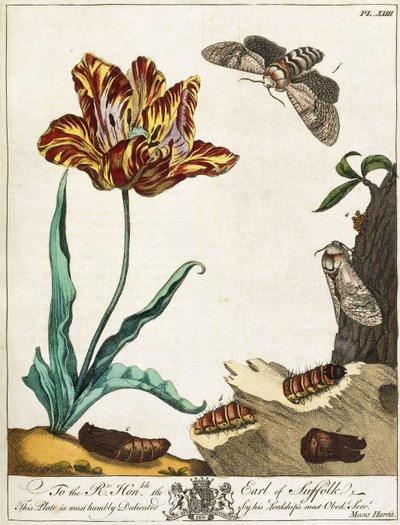 Ciclo di vita di una falena, Tavola 23, da L