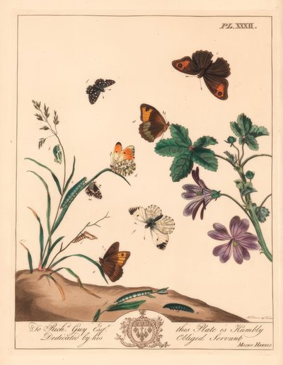 Farfalla marrone del prato, Maniola jurtina, signora del legno o punta arancione, Anthocharis cardamines, e skipper grigliato, Pyrgus alveolus da Moses Harris