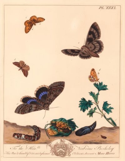 Piccola farfalla perla bordata, Boloria selene, e falena Clifden nonpareil, Catocala fraxini da Moses Harris