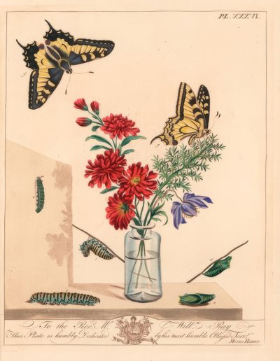 Farfalla macaone, Papilio machaon. Litografia colorata a mano dopo un