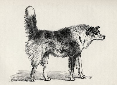 Cane pastore meticcio con intenzioni ostili, da 