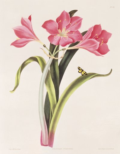 Amaryllis purpurea, tavola 39 da 