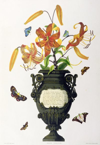 Lilium tigrinum (Giglio tigrato), da 