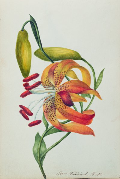 Giglio Tigrato da Mrs Frederick Hill